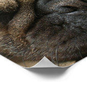 Mops-Plakatdruck Poster (Ecke)