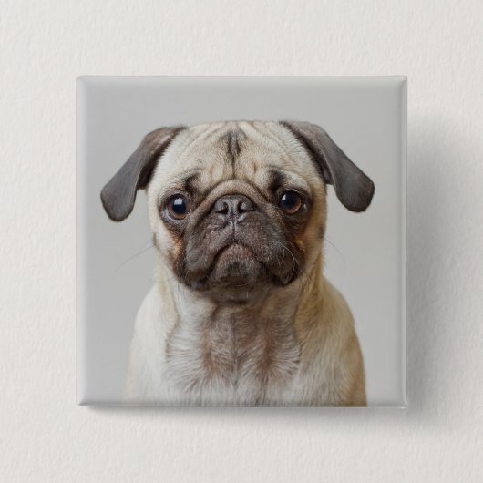 Mops Portrait Button (Vorderseite)
