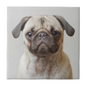 Mops-Portrait Fliese (Vorderseite)