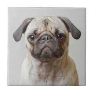 Mops-Portrait Fliese