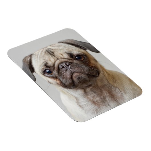 Mops Portrait Magnet (Rechte Seite)
