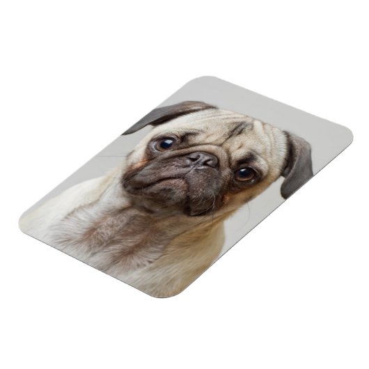 Mops Portrait Magnet (Linke Seite)
