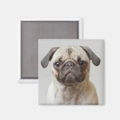 Mops Portrait Magnet (Vorderseite/Rückseite)