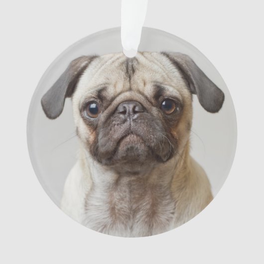 Mops-Portrait Ornament (Vorderseite)