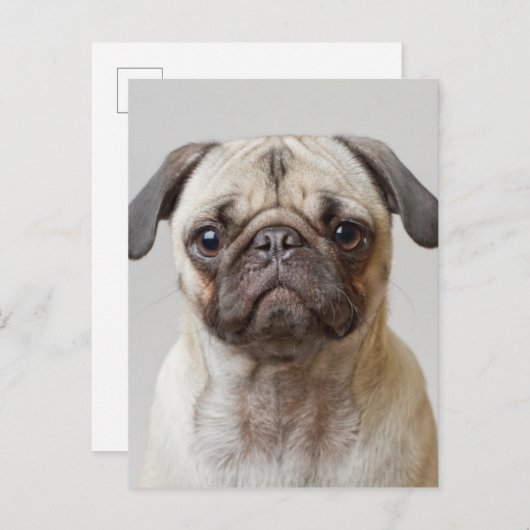 Mops-Portrait Postkarte (Vorne/Hinten)