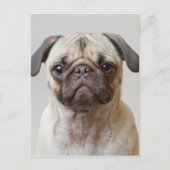 Mops-Portrait Postkarte (Vorderseite)