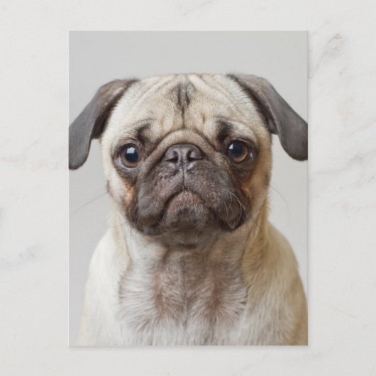 Mops-Portrait Postkarte (Vorderseite)