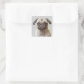 Mops Portrait Quadratischer Aufkleber (Tasche)