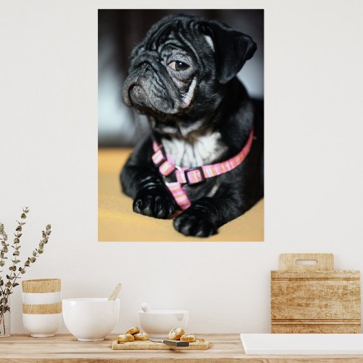 Mops Poster (Küche)