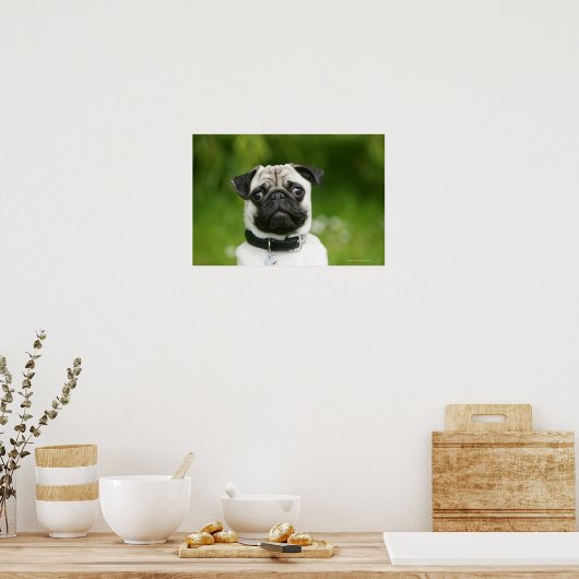 Mops Poster (Küche)