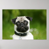 Mops Poster (Vorne)