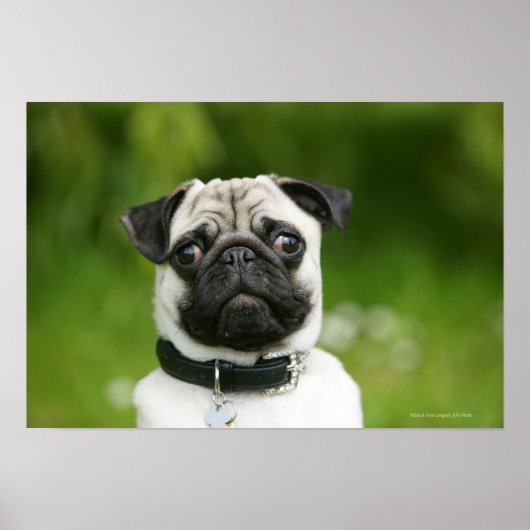 Mops Poster (Vorne)