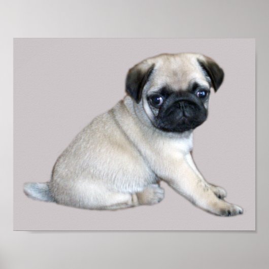 Mops Poster (Vorne)