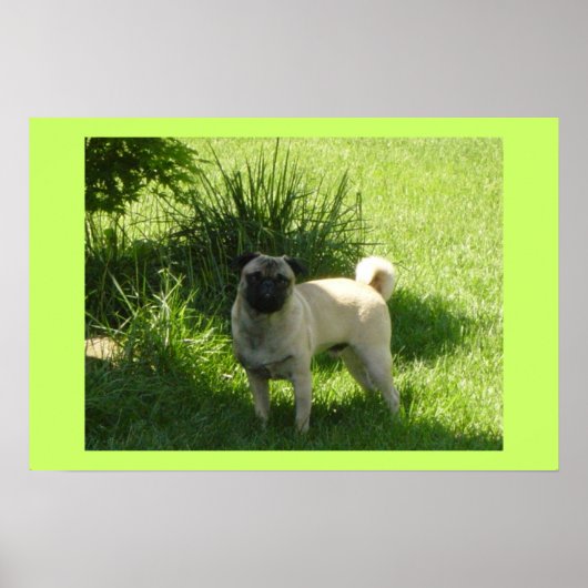 Mops Poster (Vorne)