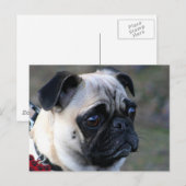 Mops Postkarte (Vorne/Hinten)