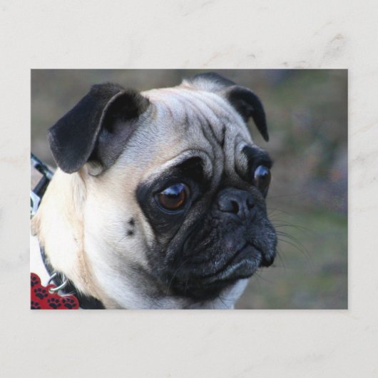 Mops Postkarte (Vorderseite)
