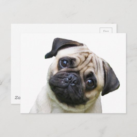 Mops Postkarte (Vorne/Hinten)
