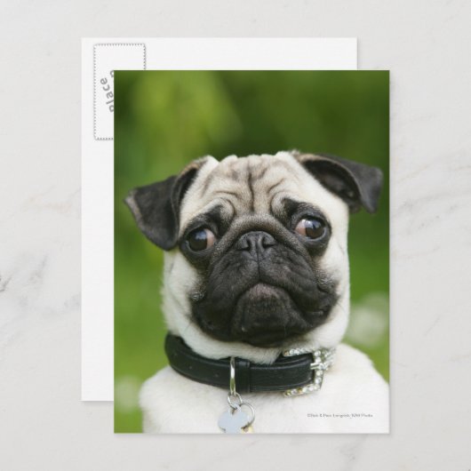 Mops Postkarte (Vorne/Hinten)