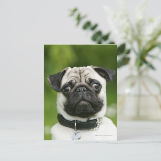 Mops Postkarte (Stehend Vorderseite)
