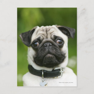 Mops Postkarte