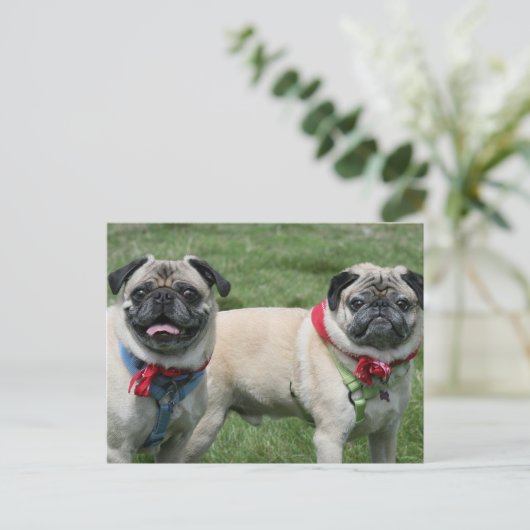 Mops Postkarte (Stehend Vorderseite)