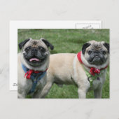 Mops Postkarte (Vorne/Hinten)