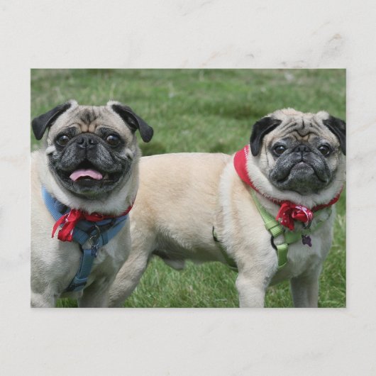 Mops Postkarte (Vorderseite)