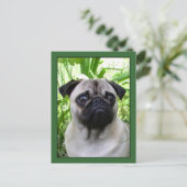 Mops Postkarte (Stehend Vorderseite)