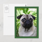 Mops Postkarte (Vorne/Hinten)
