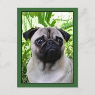 Mops Postkarte