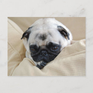 Mops Postkarte