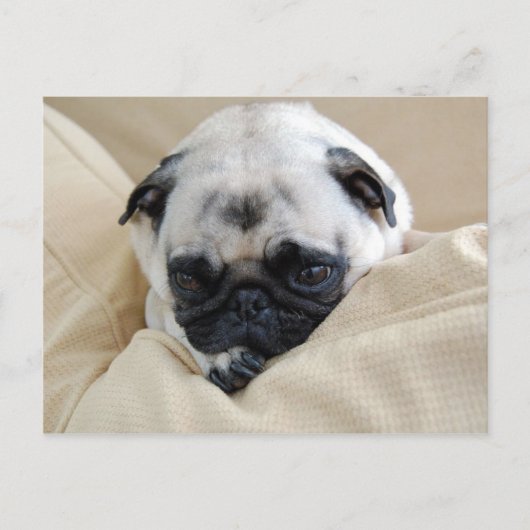 Mops Postkarte (Vorderseite)