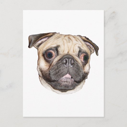 Mops Postkarte (Vorderseite)
