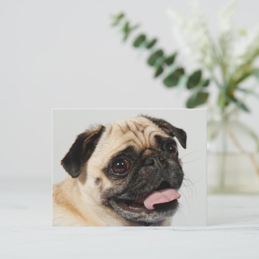 Mops Postkarte (Stehend Vorderseite)