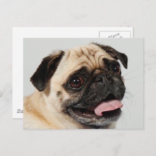 Mops Postkarte (Vorne/Hinten)