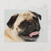 Mops Postkarte (Vorderseite)