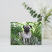 Mops Postkarte (Stehend Vorderseite)