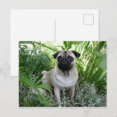 Mops Postkarte (Vorne/Hinten)