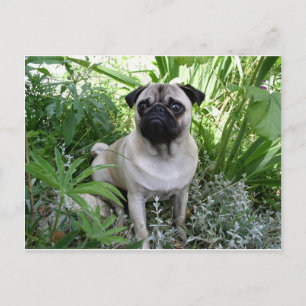 Mops Postkarte