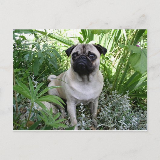 Mops Postkarte (Vorderseite)