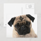 Mops Postkarte (Vorne/Hinten)