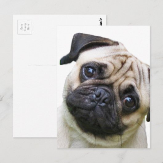 Mops Postkarte (Vorne/Hinten)