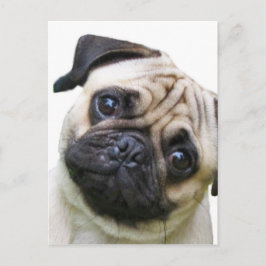Mops Postkarte