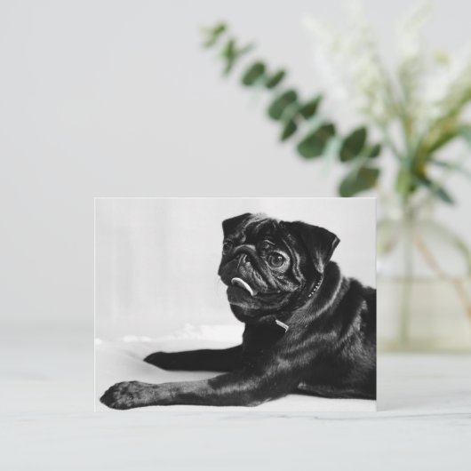 Mops Postkarte (Stehend Vorderseite)