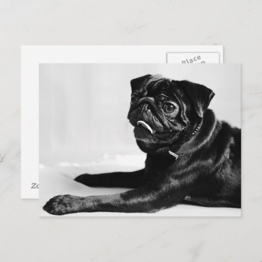 Mops Postkarte (Vorne/Hinten)