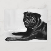 Mops Postkarte (Vorderseite)