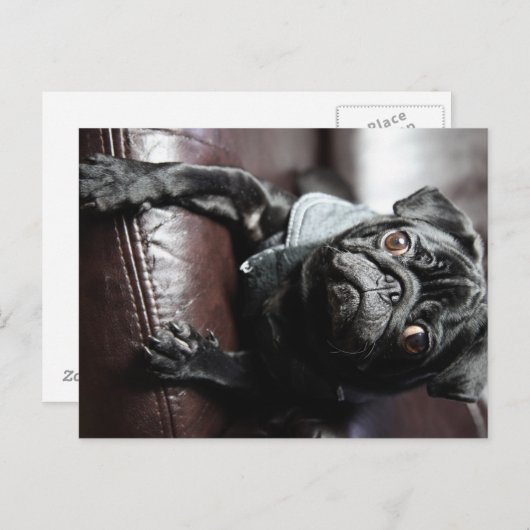 Mops Postkarte (Vorne/Hinten)