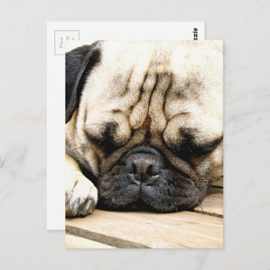 Mops Postkarte (Vorne/Hinten)