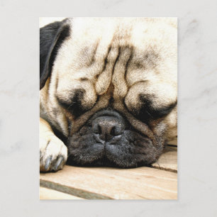 Mops Postkarte