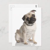 Mops Postkarte (Vorne/Hinten)